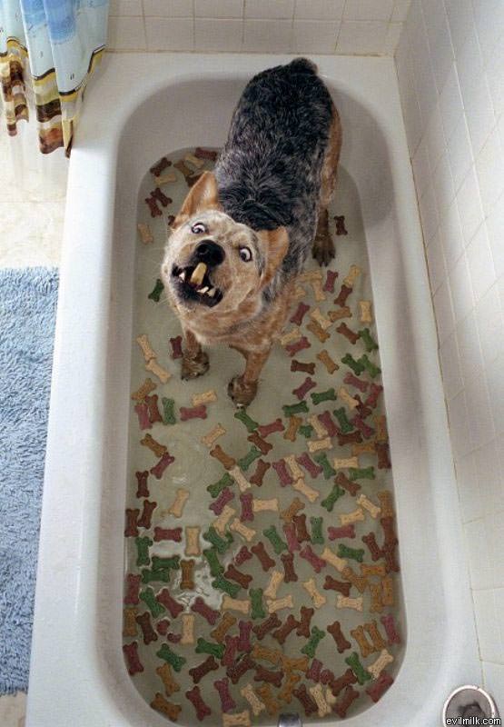Dog Cookie