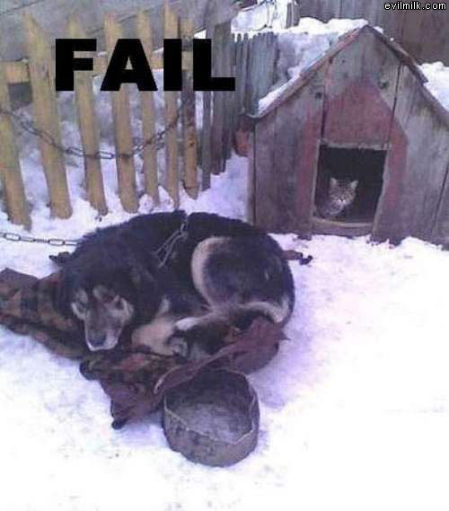 Dog Failed