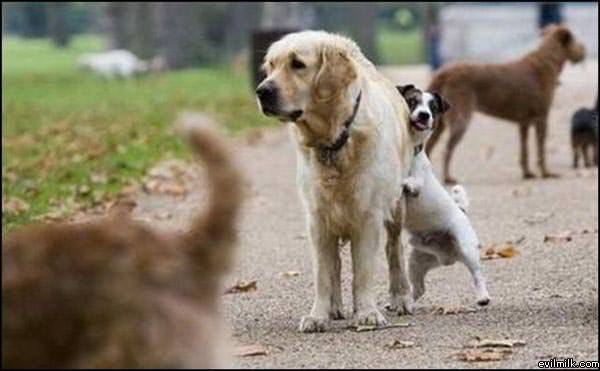 Dog Hump