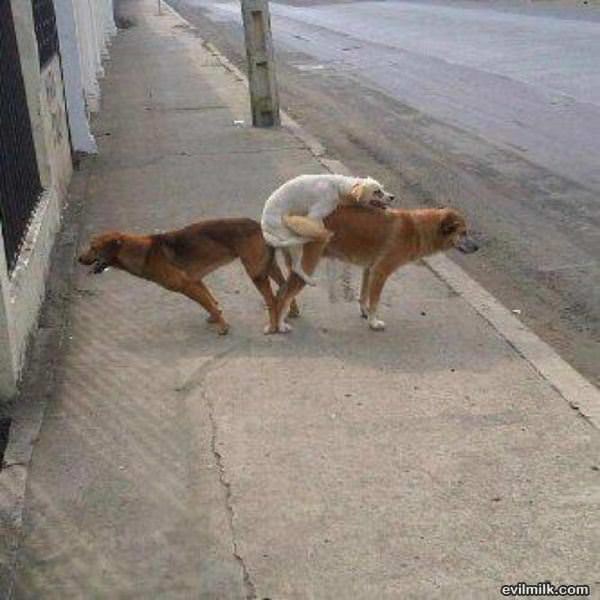 Dog Is On A Mission