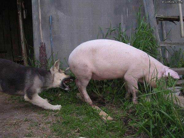 Dog Loves Bacon