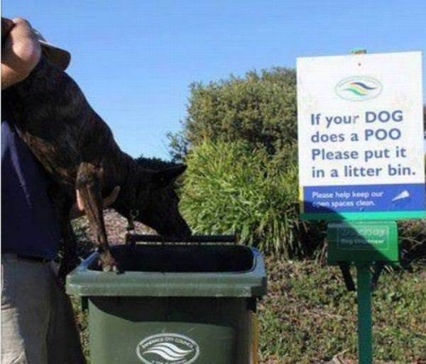 Dog Poo