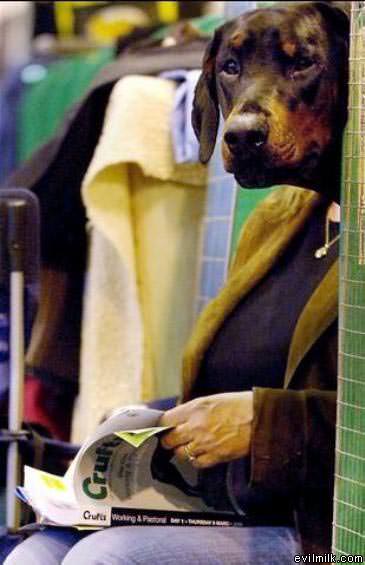 Dog Reading