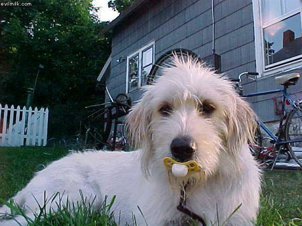 Dog With Pasaphire