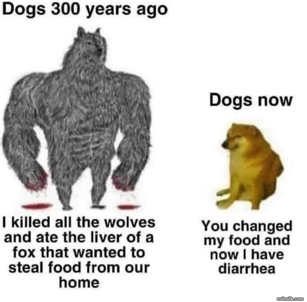 Dogs