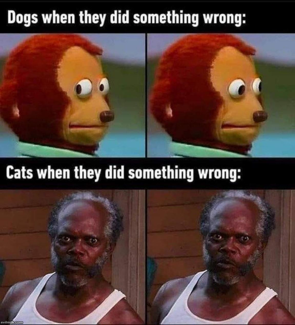 Dogs And Cats