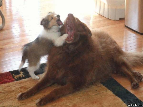 Dogs Fighting