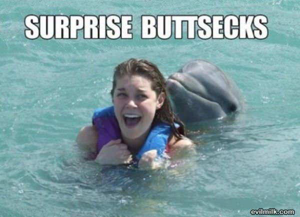 Dolphin Surprise