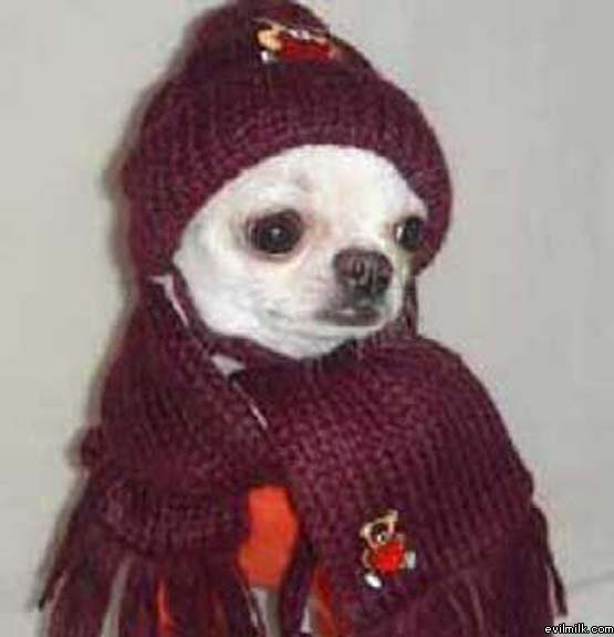 Dressed Up Warm