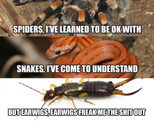 Earwigs