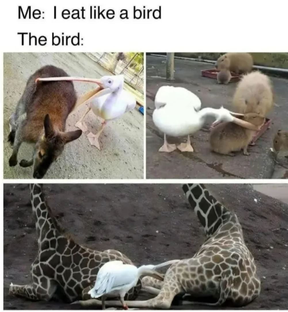Eat Like A Bird