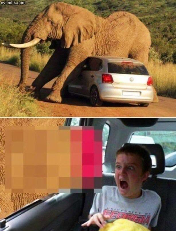 Elephant