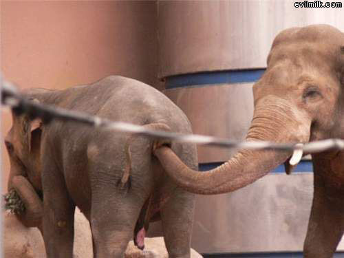 Elephant Digging