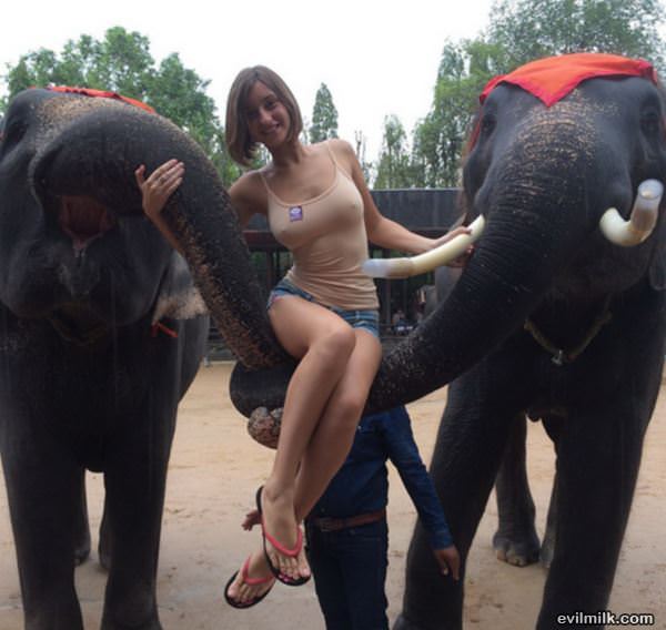 Elephant Rides