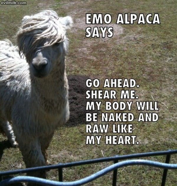 Emo Alpaca