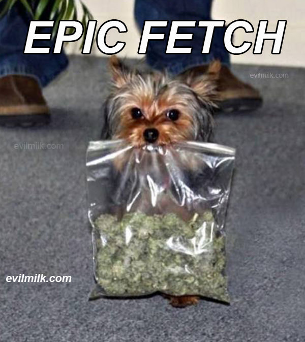 Epic Fetch
