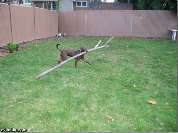Epic Game Of Fetch