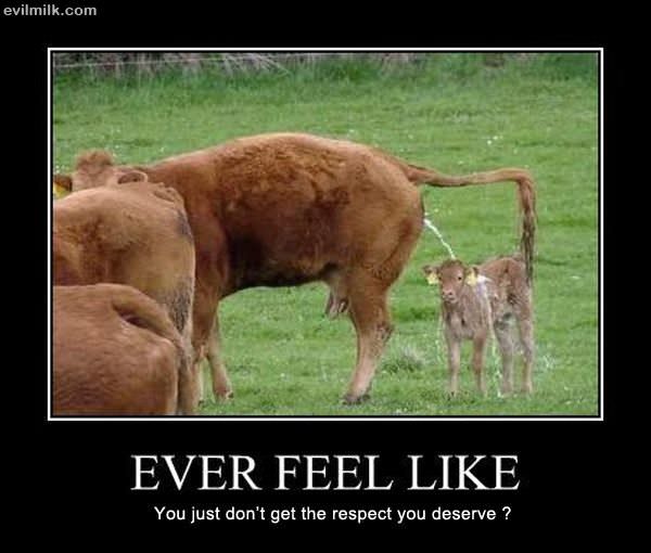 Ever Feel Like
