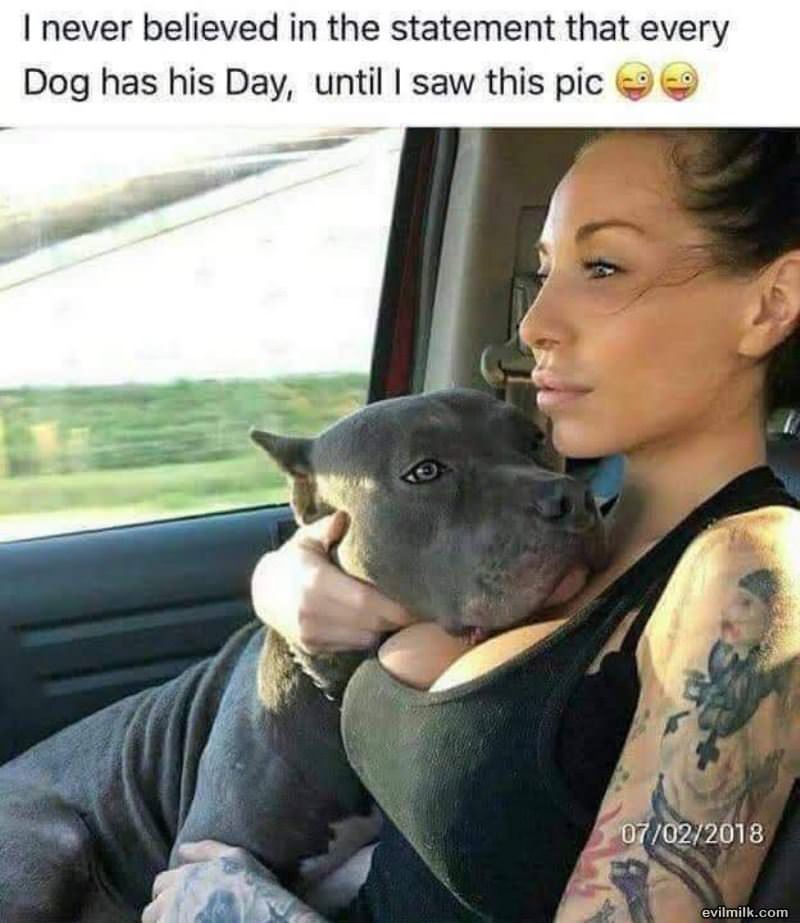 Every Dog Has His Day