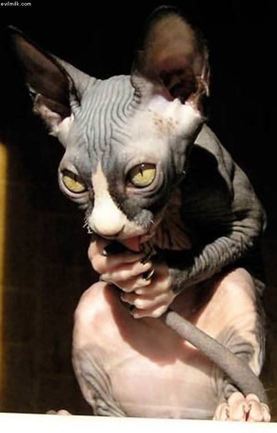 Evil Cat