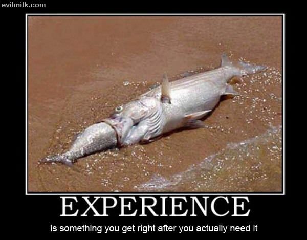 Experience
