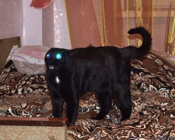Eyes Charged Cat