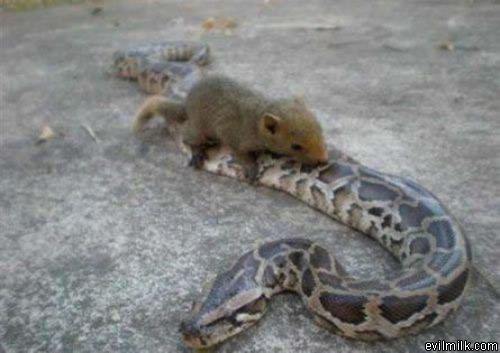 Fail Snake