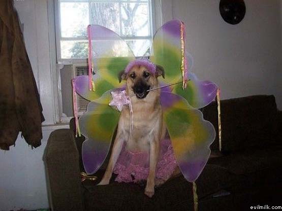 Fairydog