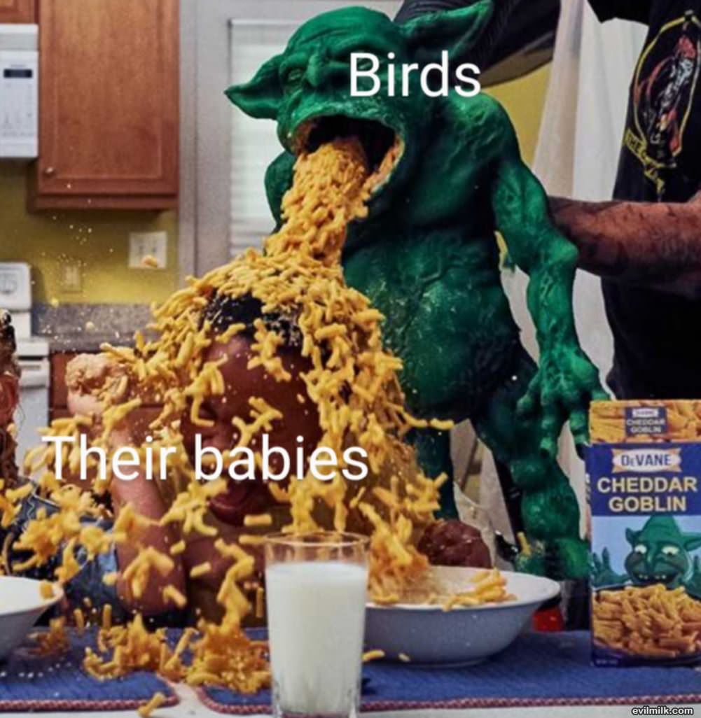 Feeding The Babies