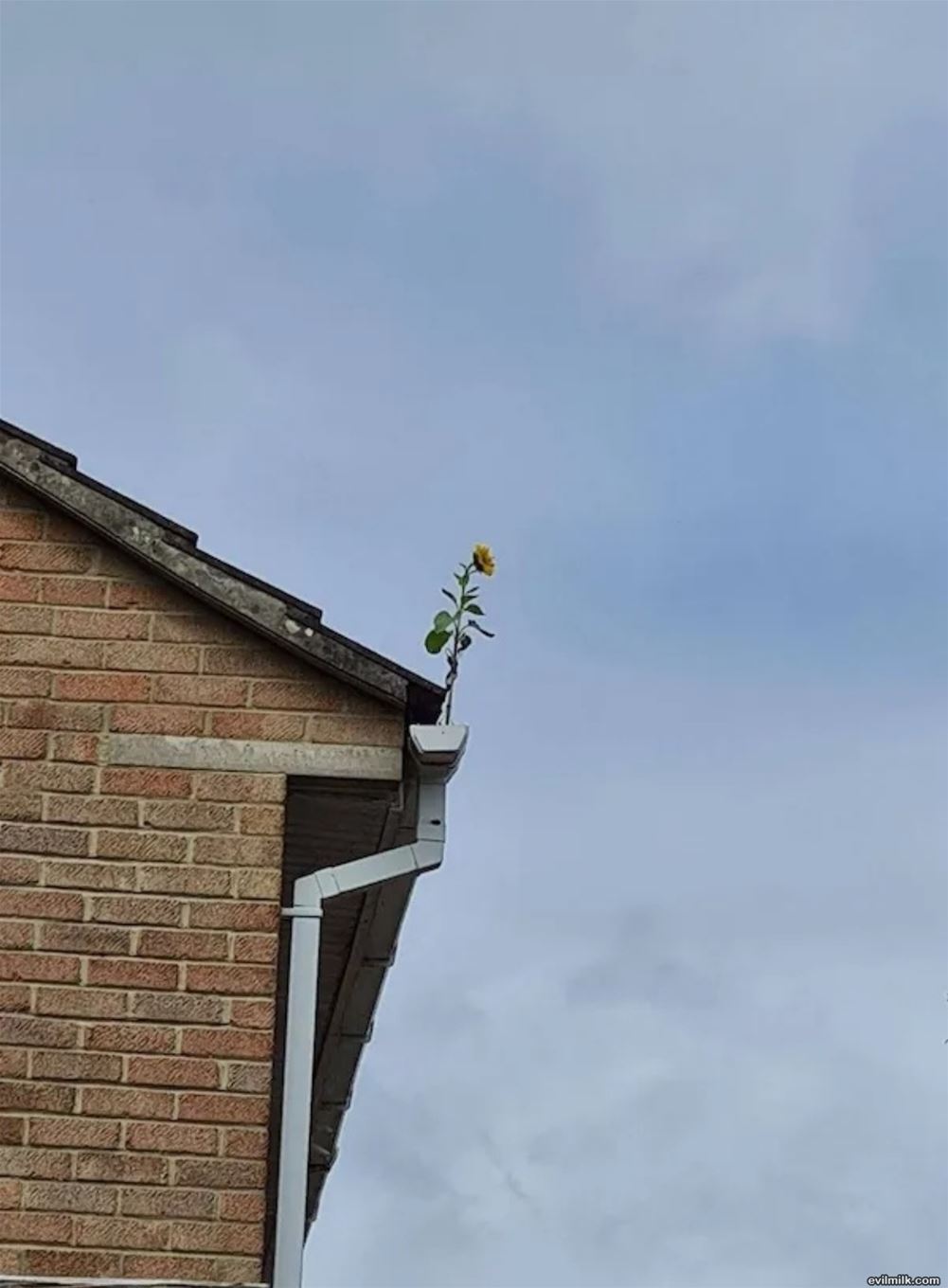 Finds A Way