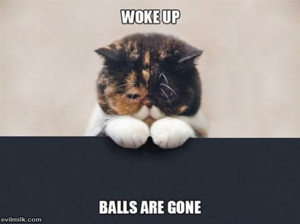 First World Cat Problems