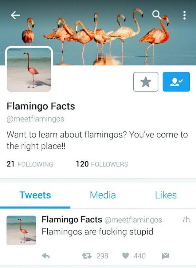 Flamingo Facts