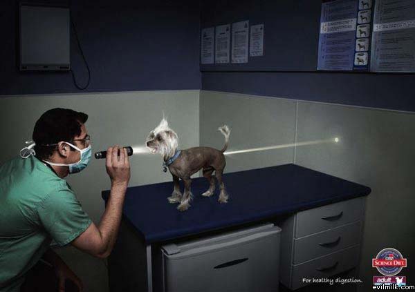 Flashlight Dog