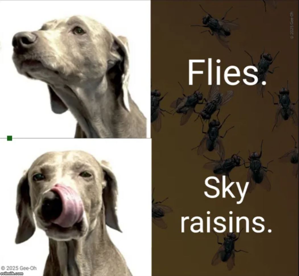 Flies