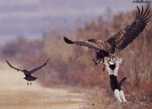 Flying Cat