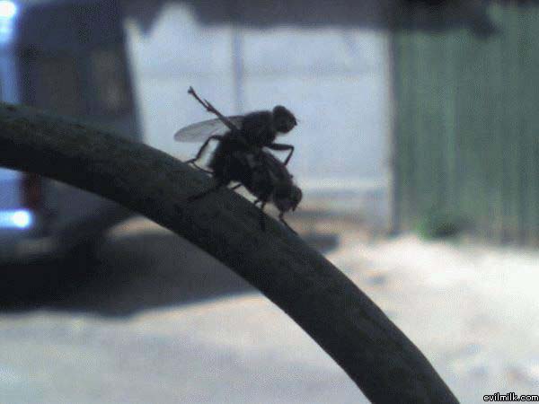 Flys