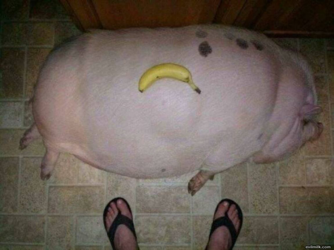 For Scale
