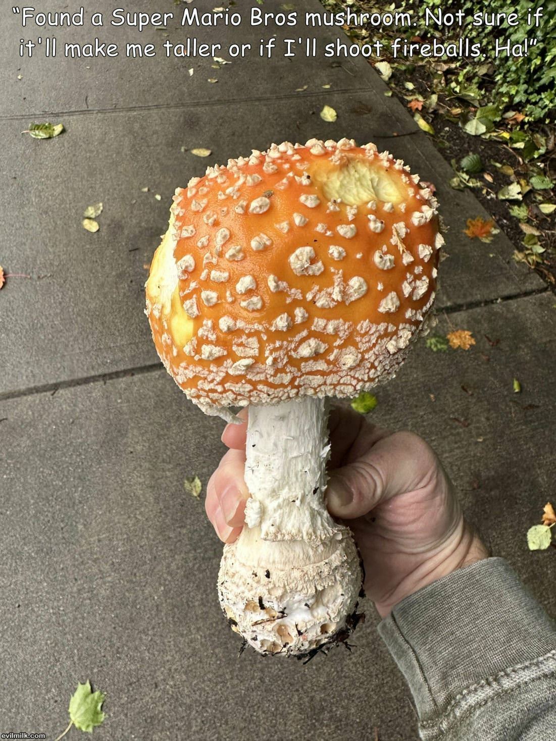 Found This Mushroom