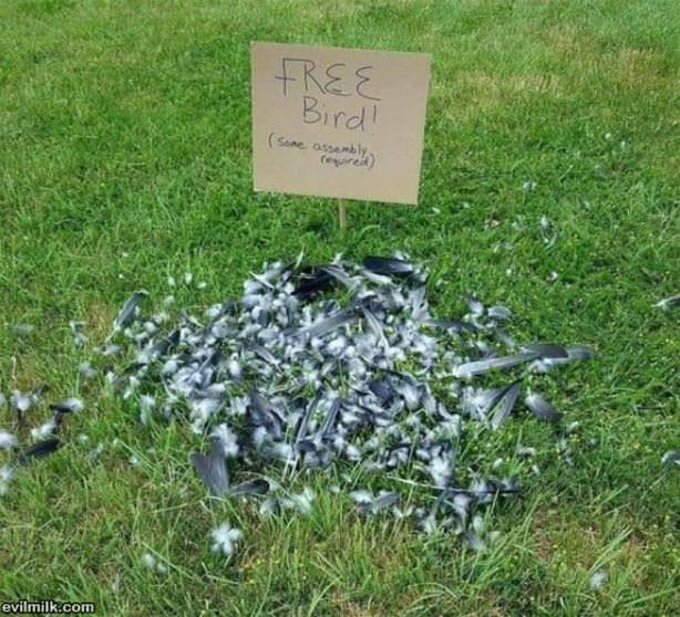 Free Bird