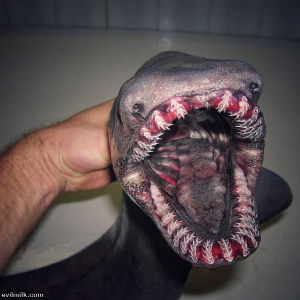 From The Swamps Of Nope