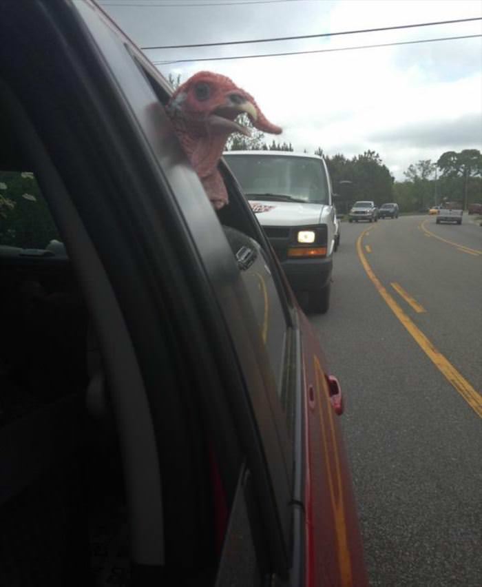 Fun animals GIFDUMP 8