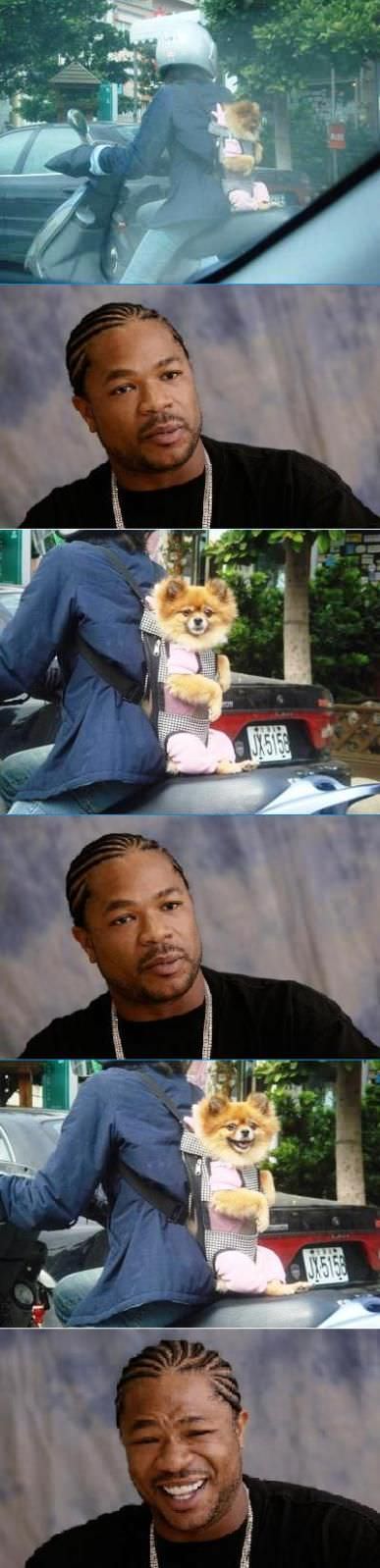 Funny Dog