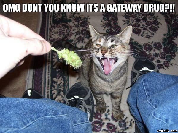 Gateway Drug