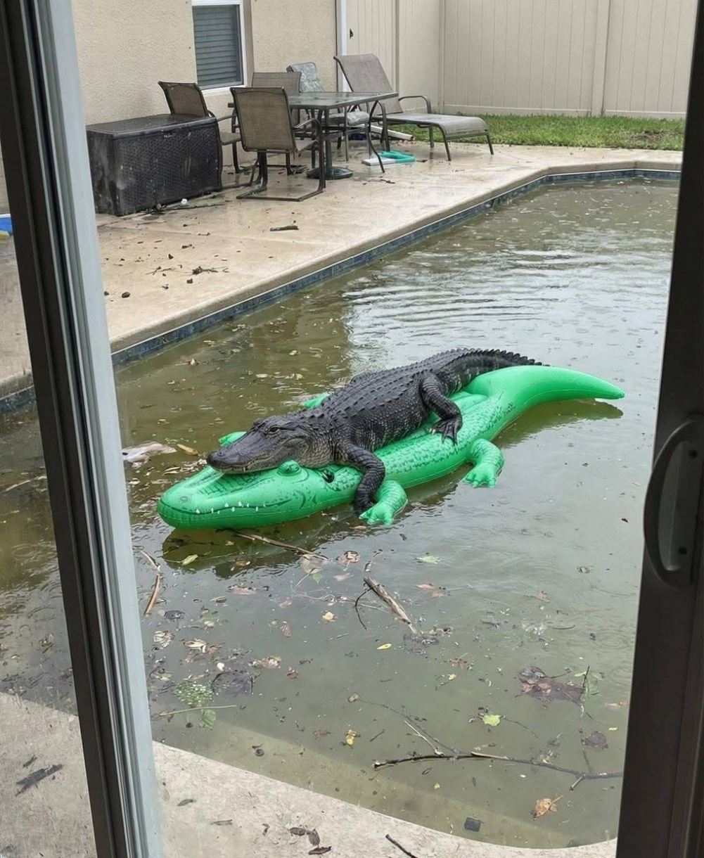 Gator Gator
