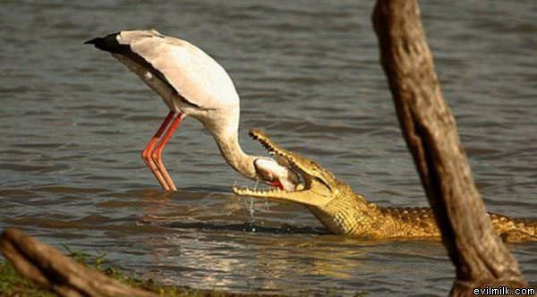 Gator Snacks