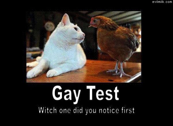 Gay Tester