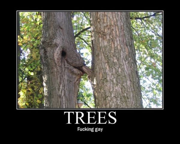 Gay Trees