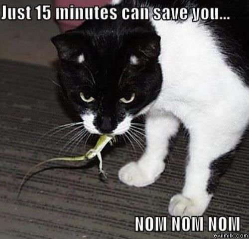 Geico Savings