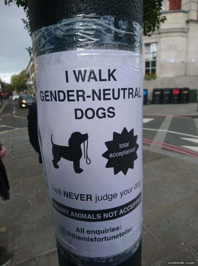 Gender Neutral Dogs