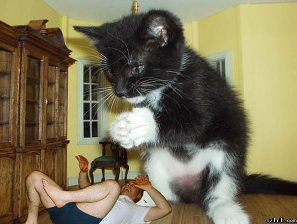 Giant Cat